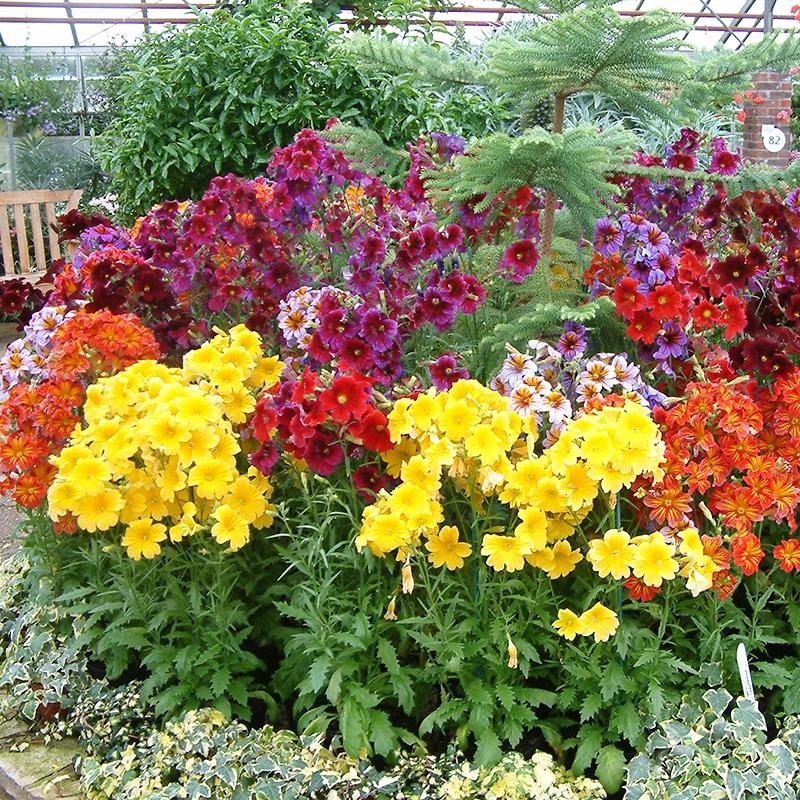 🌺 Salpiglossis Sinuata – A Burst of Color for Your Garden All Year Long