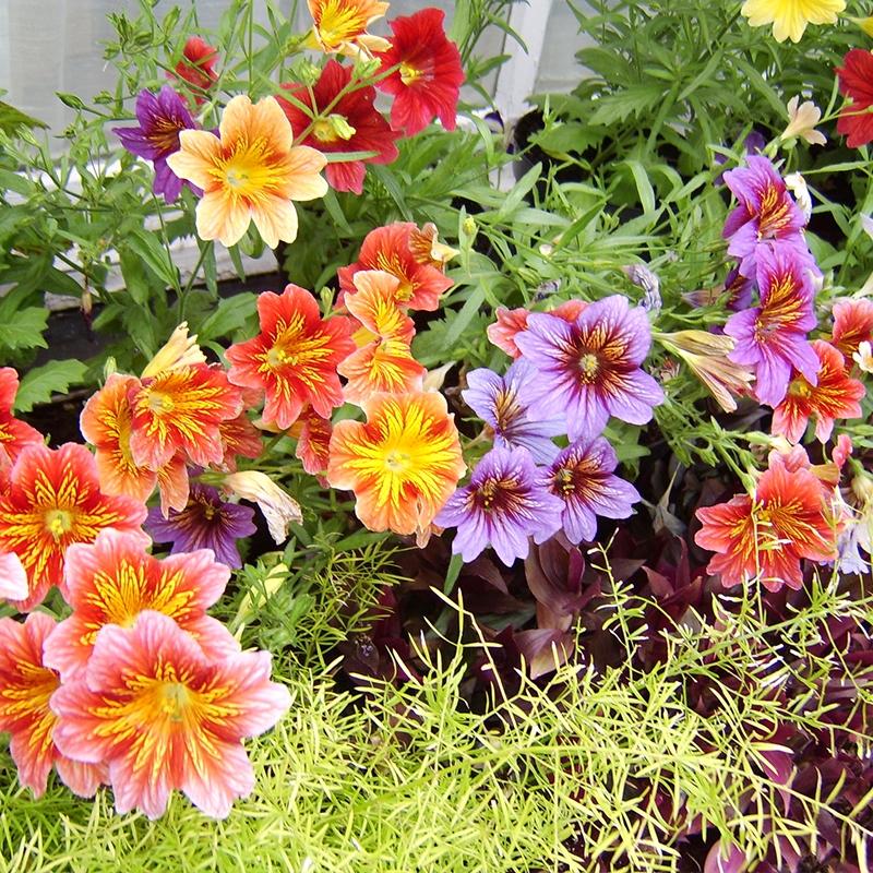 🌺 Salpiglossis Sinuata – A Burst of Color for Your Garden All Year Long