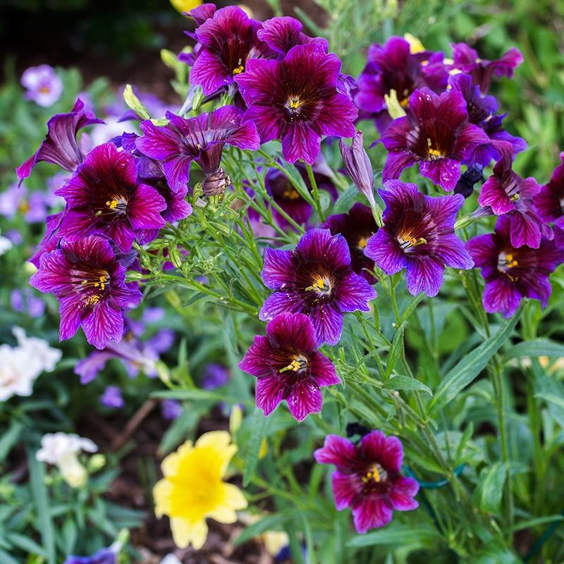🌺 Salpiglossis Sinuata – A Burst of Color for Your Garden All Year Long