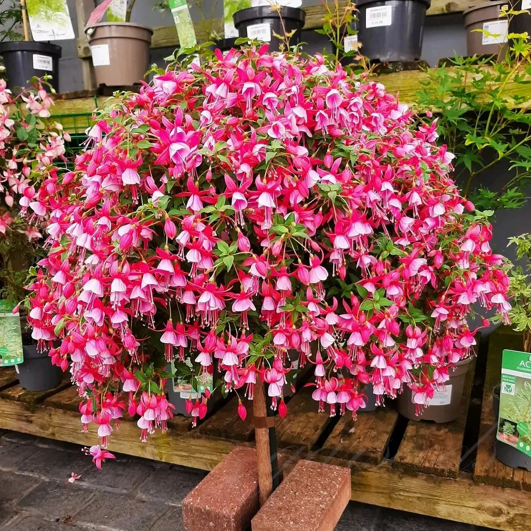 Fuchsia Flowers Seeds-Lantern Flower🌷