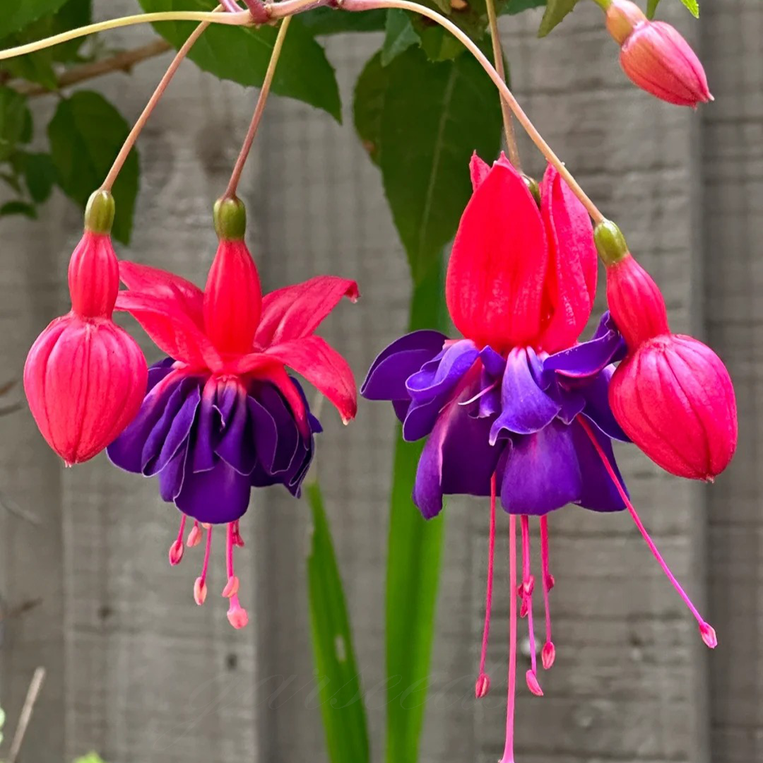 Fuchsia Flowers Seeds-Lantern Flower🌷