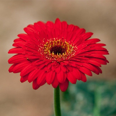 Pyrethrum-Double Gerbera Flower Seeds. Get 50% off