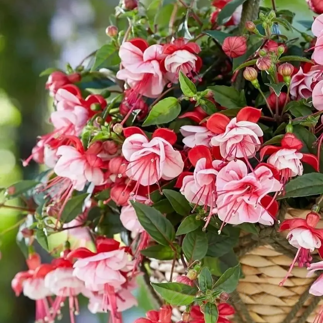 Fuchsia Flowers Seeds-Lantern Flower🌷
