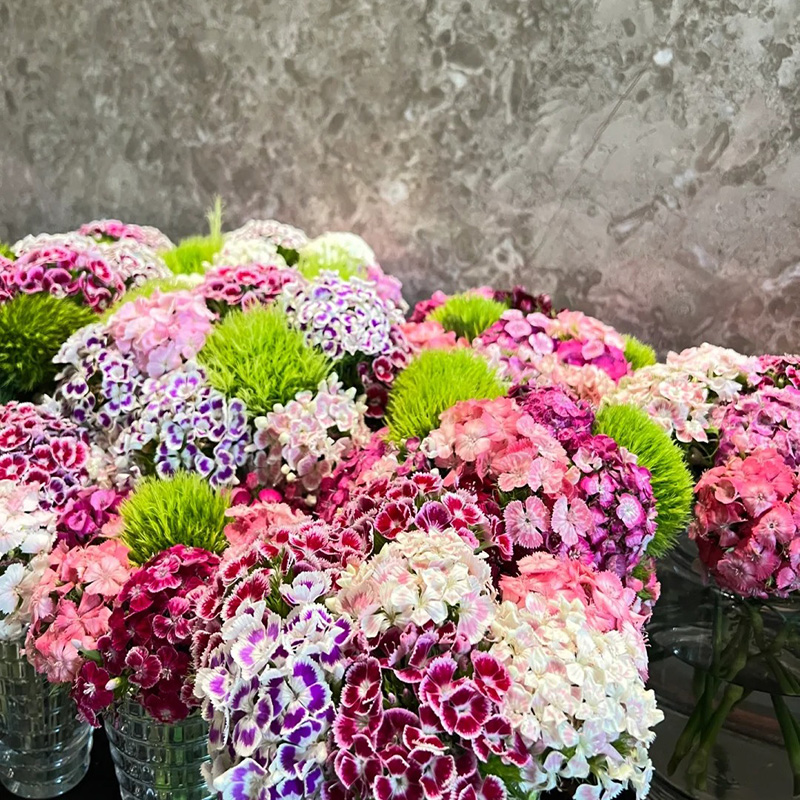 🌸Dianthus - A Burst of Color for Your Flower Bed!