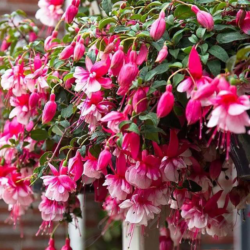 Fuchsia Flowers Seeds-Lantern Flower🌷