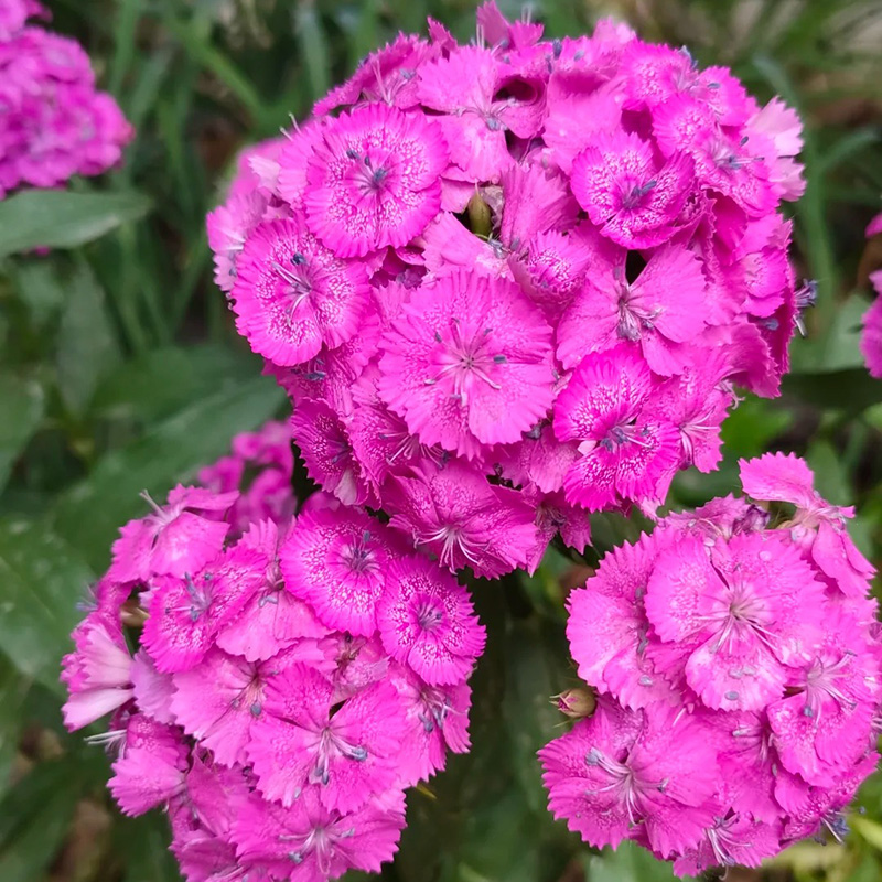 🌸Dianthus - A Burst of Color for Your Flower Bed!