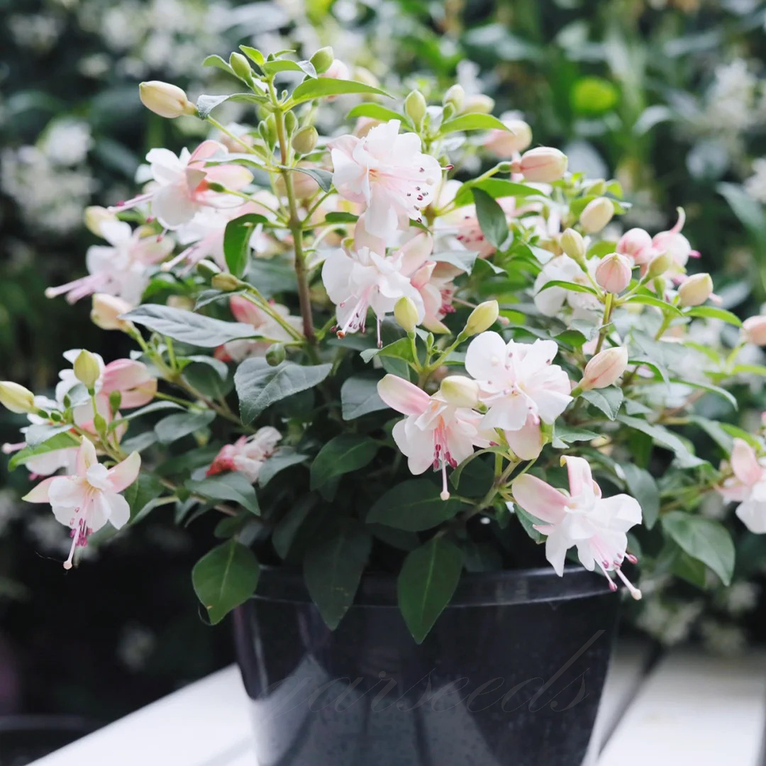 Fuchsia Flowers Seeds-Lantern Flower🌷