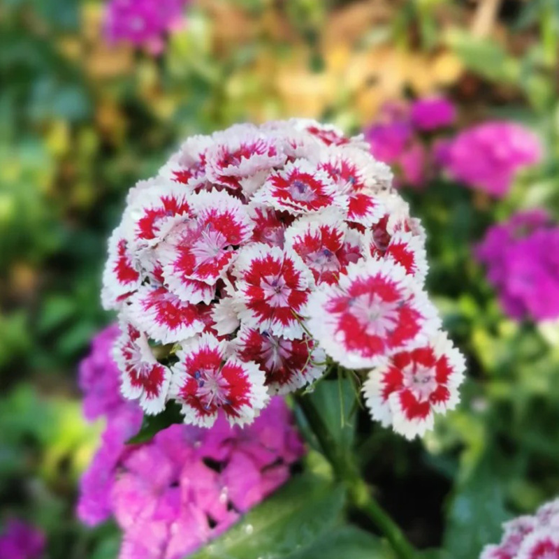 🌸Dianthus - A Burst of Color for Your Flower Bed!