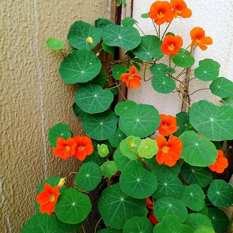 Nasturtium Seeds (Tall) - Mixed Colors