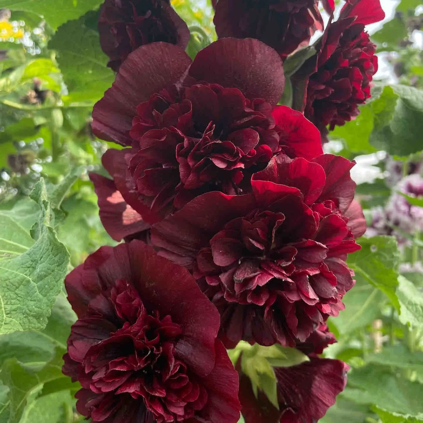 🌸Rare Double Hollyhock Seeds
