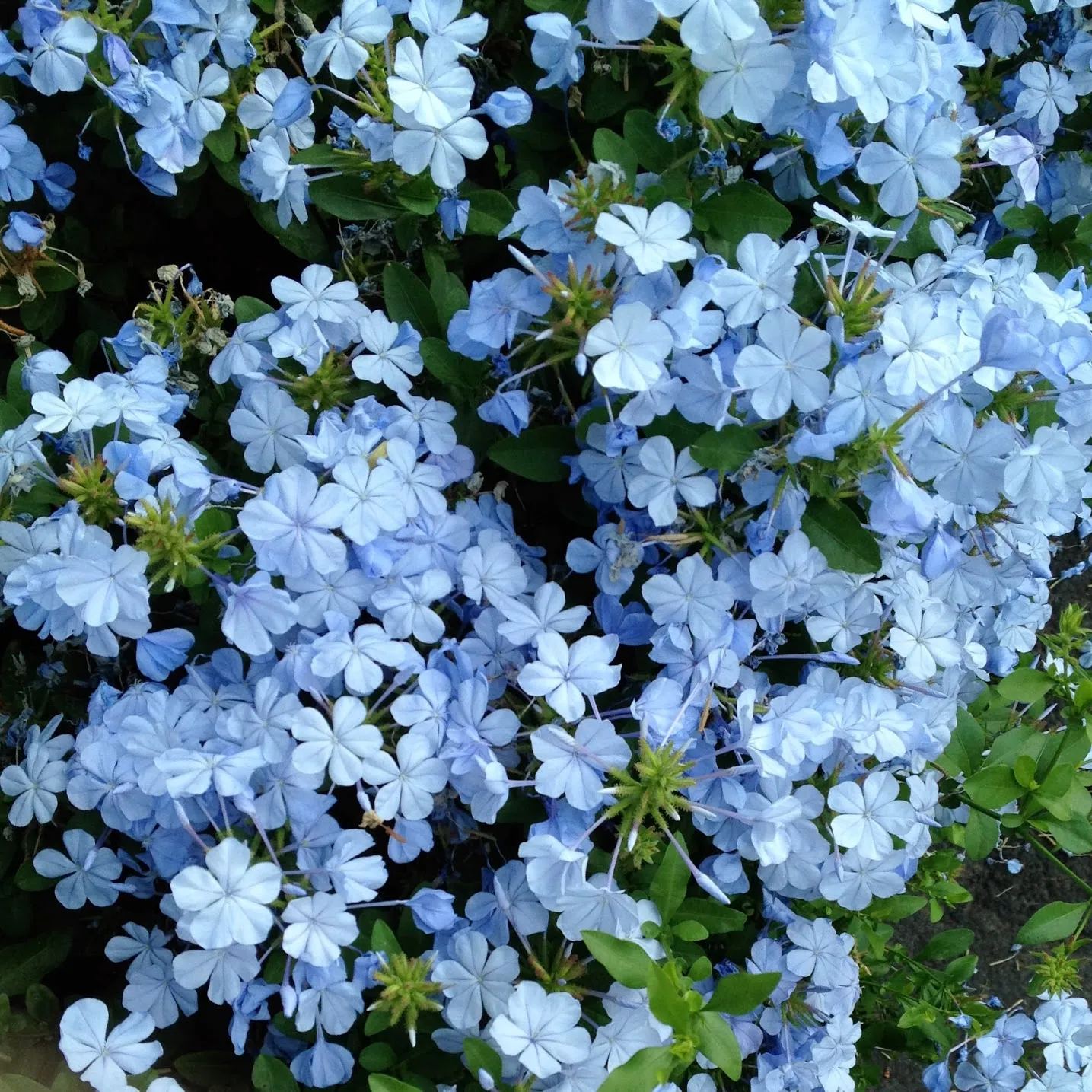 💙Charming Blue Plumbago