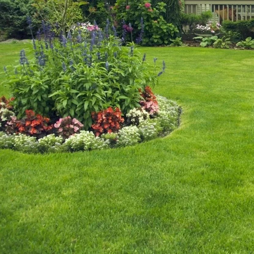 🌱 Four Seasons Evergreen Dwarf Grass Seed | Create Perfect Lawn!