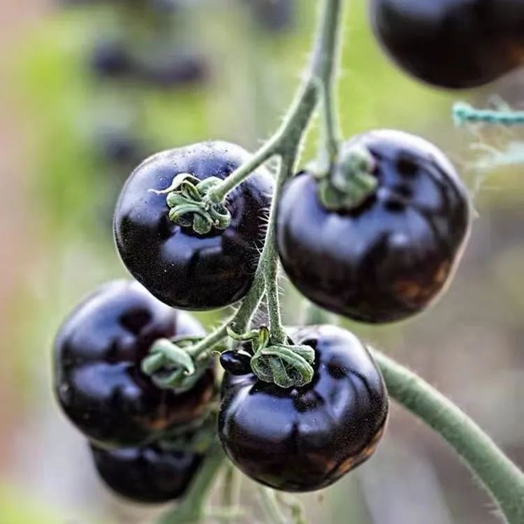 The Culinary Treasure—Organic Indigo Rose Tomatoes 🖤🍅: Flavorful & Nutrient-Rich