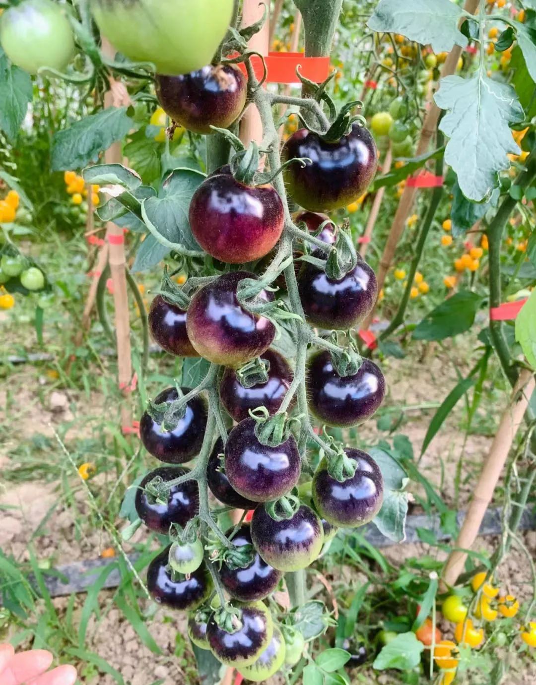 The Culinary Treasure—Organic Indigo Rose Tomatoes 🖤🍅: Flavorful & Nutrient-Rich