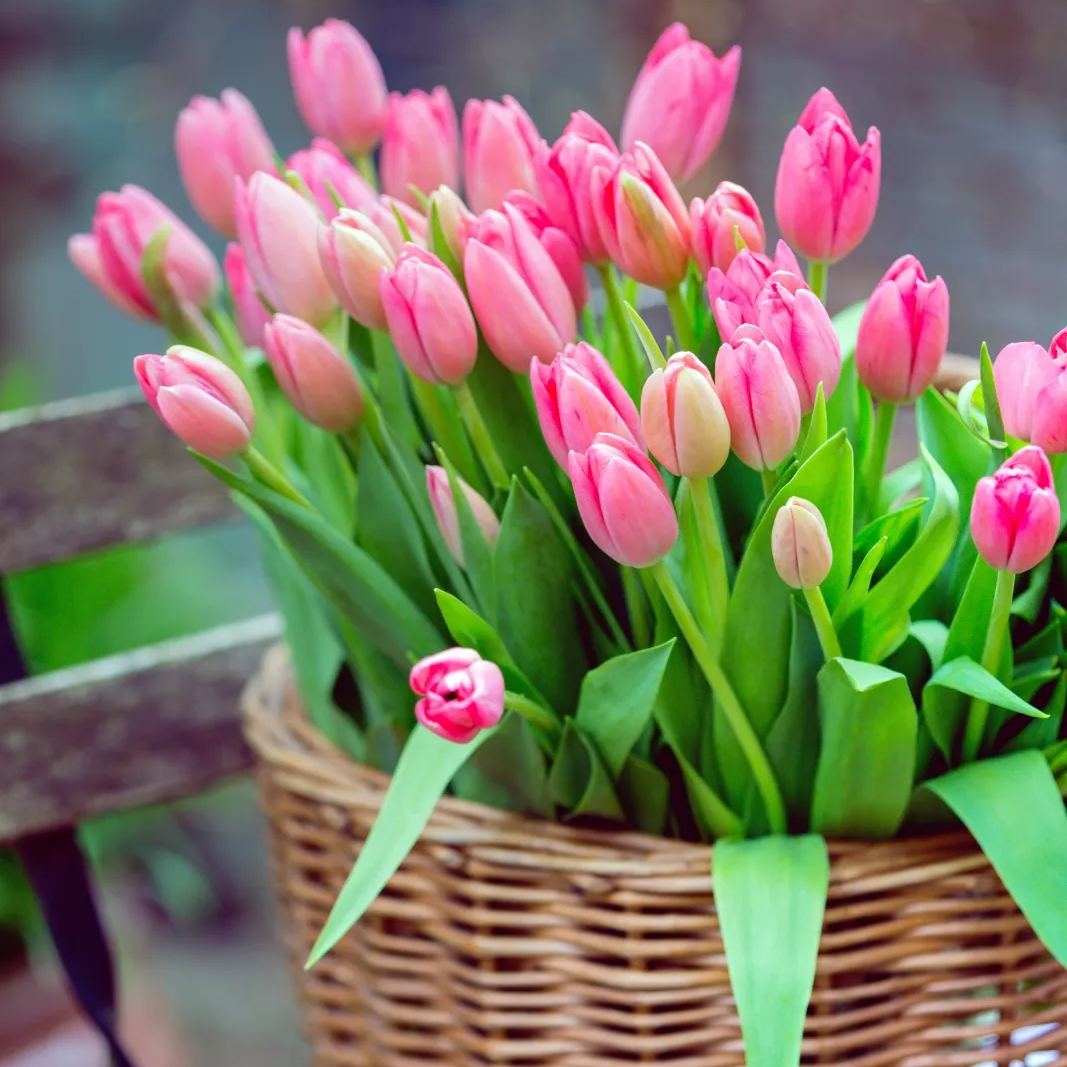 💐Tulip - A Timeless Symbol of Elegance