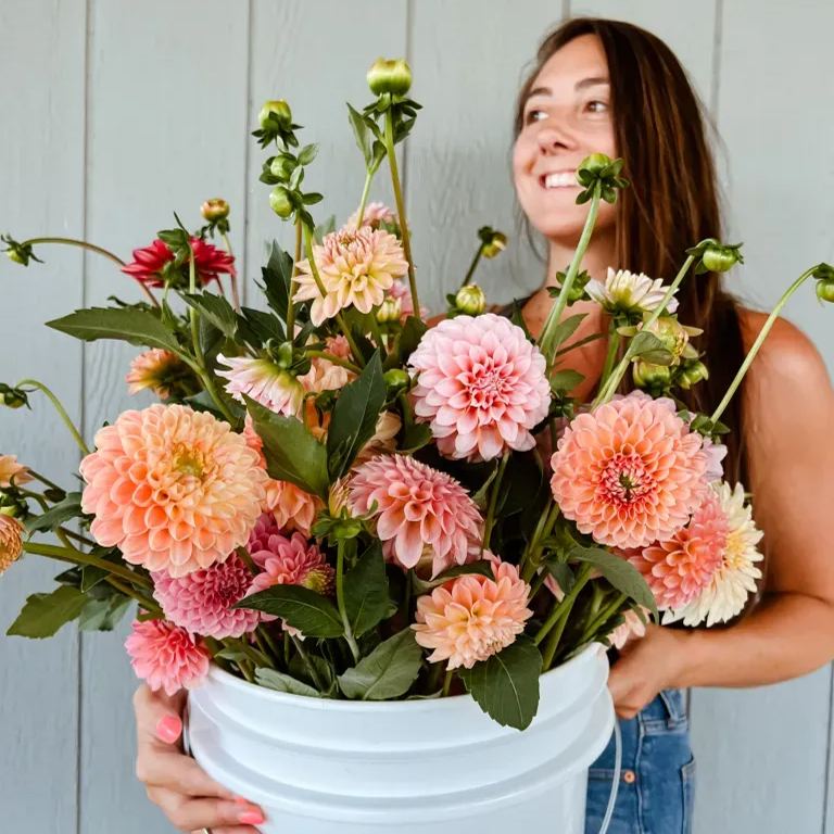 💐Double Dahlia Mixed Seeds—Thirty Mixed Breeds