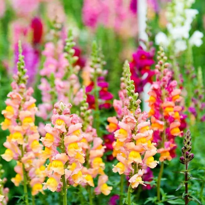 💐Double-Petaled Snapdragon Seeds