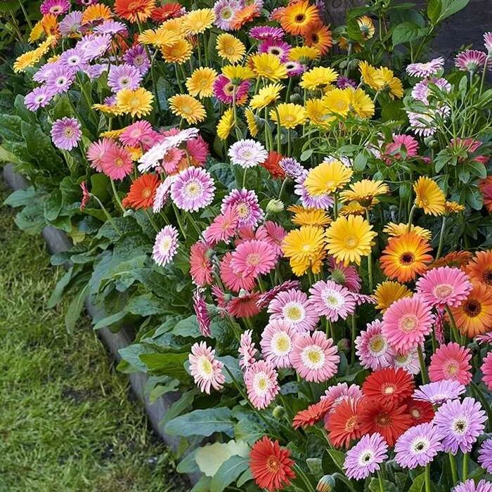 🌸Double Gerbera Flower Seeds