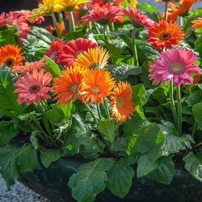 🌸Double Gerbera Flower Seeds