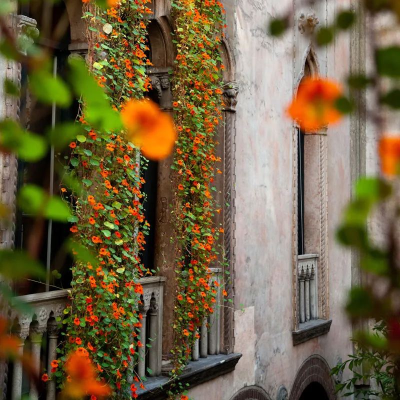 Nasturtium Seeds (Tall) - Mixed Colors