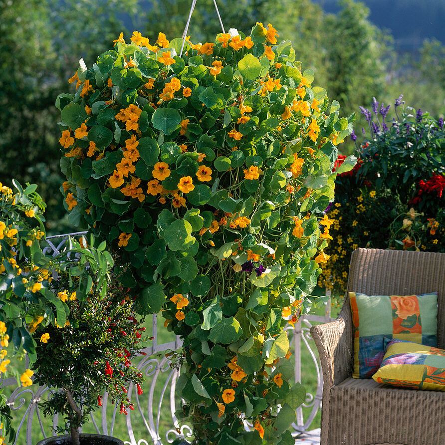 Nasturtium Seeds (Tall) - Mixed Colors