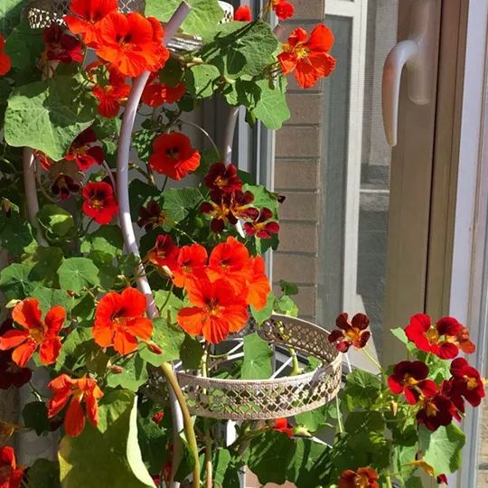 Nasturtium Seeds (Tall) - Mixed Colors