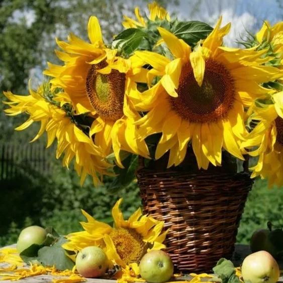 Sunflower – Your Garden’s Radiant All-Season Charm 🌻
