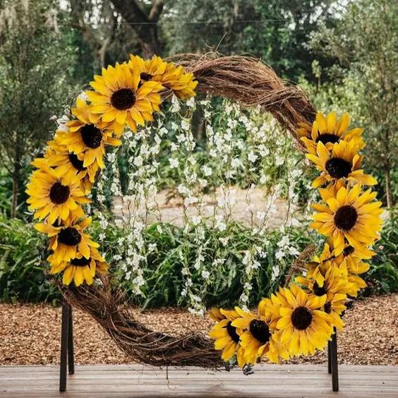 Sunflower – Your Garden’s Radiant All-Season Charm 🌻