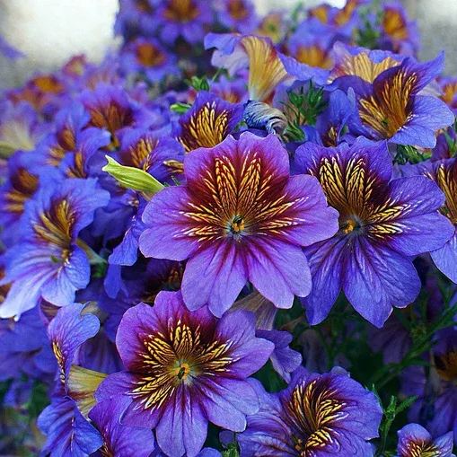 🌺Salpiglossis Sinuata – A Burst of Color for Your Garden All Year Long
