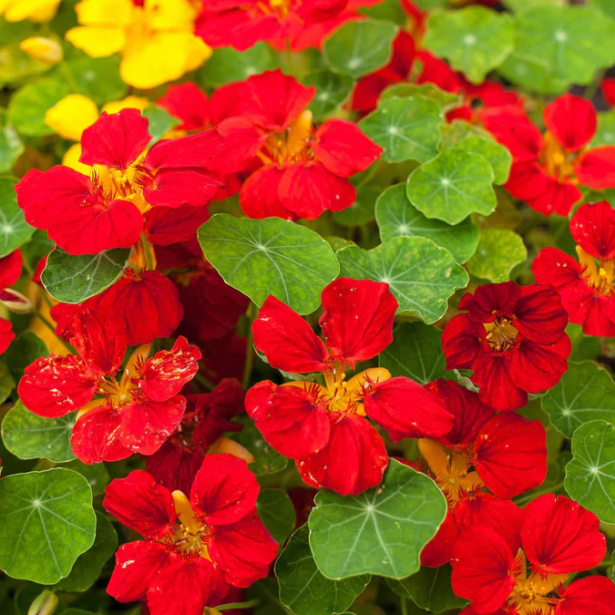 🌸Nasturtium - The Year-Round Blooming Beauty for Your Garden