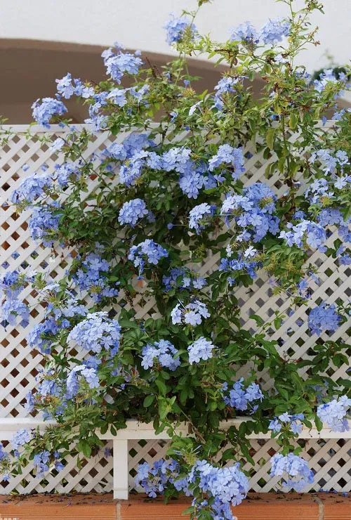 💙Charming Blue Plumbago