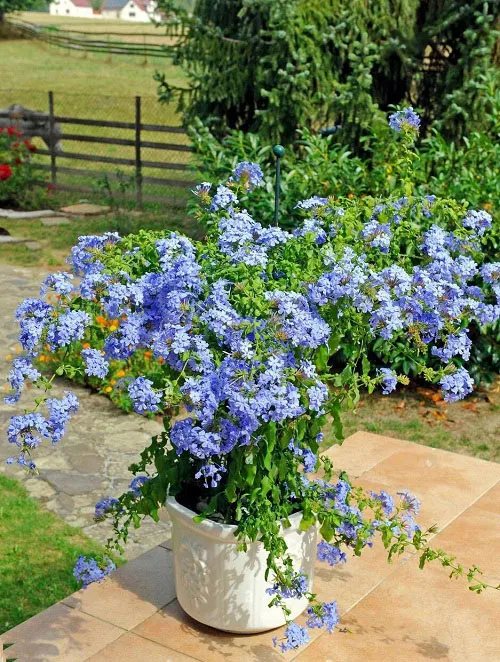 💙Charming Blue Plumbago