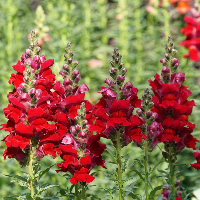 💐Double-Petaled Snapdragon Seeds