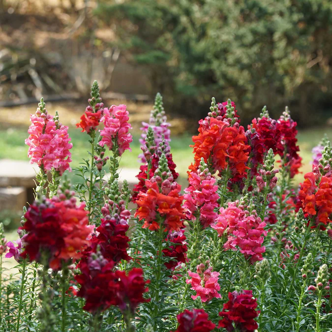 💐Double-Petaled Snapdragon Seeds