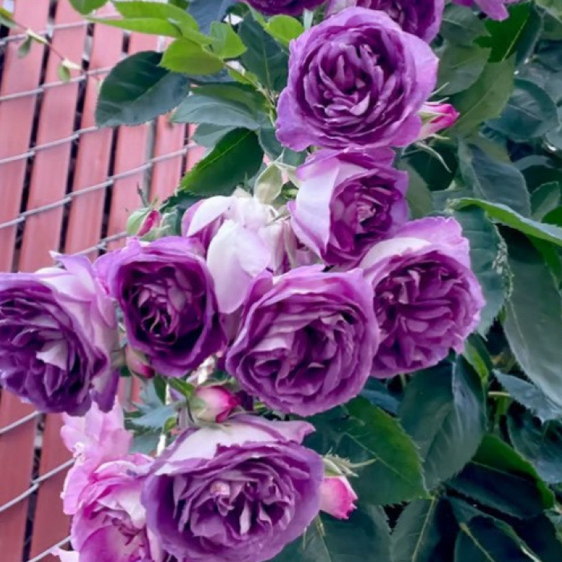 🌺 "Garden Ruby" – The Everblooming Climber That Outshines Roses ❄️ Winter-Hardy • Evergreen • 100% Growth Guarantee 🚀 A Sea of Blooms in Only 8 Weeks!