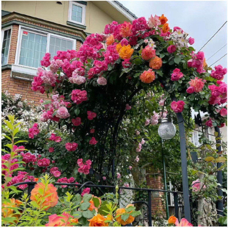 🌺 "Garden Ruby" – The Everblooming Climber That Outshines Roses ❄️ Winter-Hardy • Evergreen • 100% Growth Guarantee 🚀 A Sea of Blooms in Only 8 Weeks!