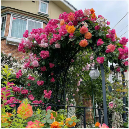 🌺 "Garden Ruby" – The Everblooming Climber That Outshines Roses ❄️ Winter-Hardy • Evergreen • 100% Growth Guarantee 🚀 A Sea of Blooms in Only 8 Weeks!