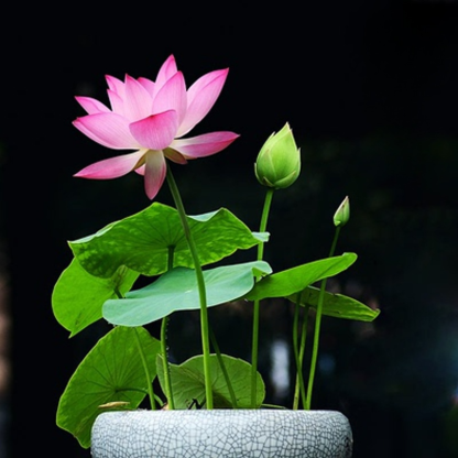 🌼 Thriving with Just Water! Natural Air Purifier! Fill Your Home with Fragrant Hydroponic Lotus 🌼