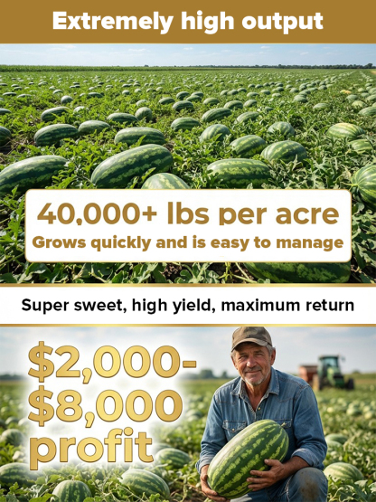 Non-GMO super sweet high-yield watermelon seeds