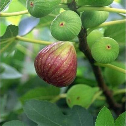🌿 USDA-Certified Organic Fig Saplings 98% Survival Rate • ✅ | Self-pollinating – no second tree needed 🚫🌳 | Super easy for beginners 🧑🌾👩🌾