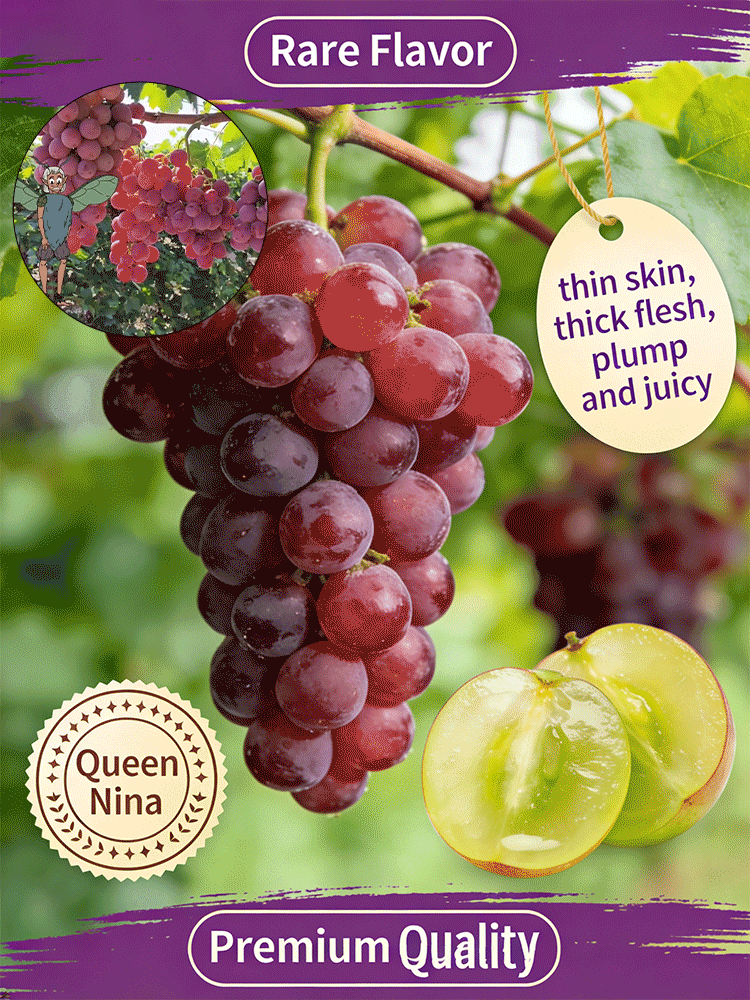 🍇 Grow Naturally Wine-Scented Grapes – Or We’ll Refund You! 🔥 Harvest lush, aromatic clusters in Year One! 💥 Brand New • Lowest Price Ever • Only a Few Packs Left!