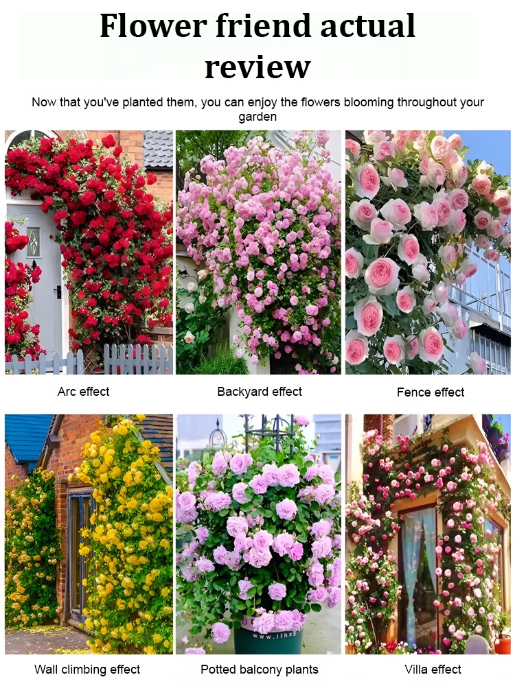 🌺 "Garden Ruby" – The Everblooming Climber That Outshines Roses ❄️ Winter-Hardy • Evergreen • 100% Growth Guarantee 🚀 A Sea of Blooms in Only 8 Weeks!