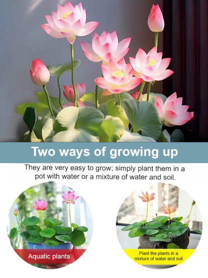 Mini water lilies that can be grown in a bowl—just add water and they thrive, making them very easy to care for!