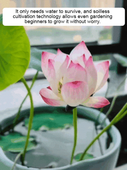 Mini water lilies that can be grown in a bowl—just add water and they thrive, making them very easy to care for!