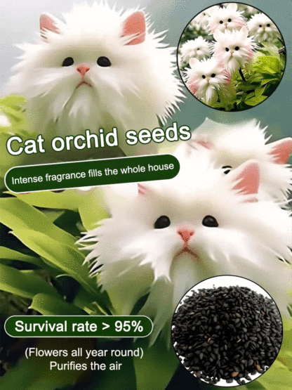 Cat's Eye Orchid Seeds – Easy to Grow, Fast to Bloom, Perfect for Any Space 🌿🏡