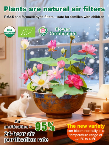 Mini water lilies that can be grown in a bowl—just add water and they thrive, making them very easy to care for!