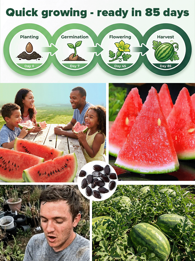 Non-GMO super sweet high-yield watermelon seeds