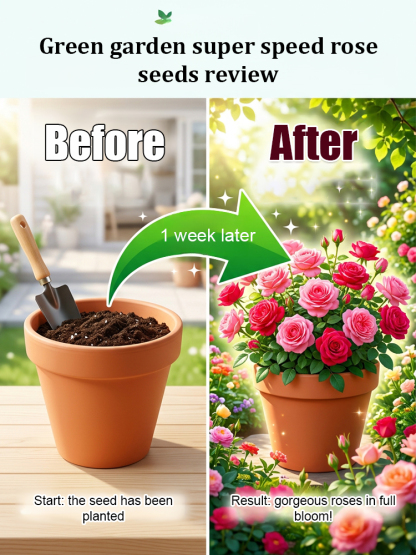 🌺 "Garden Ruby" – The Everblooming Climber That Outshines Roses ❄️ Winter-Hardy • Evergreen • 100% Growth Guarantee 🚀 A Sea of Blooms in Only 8 Weeks!