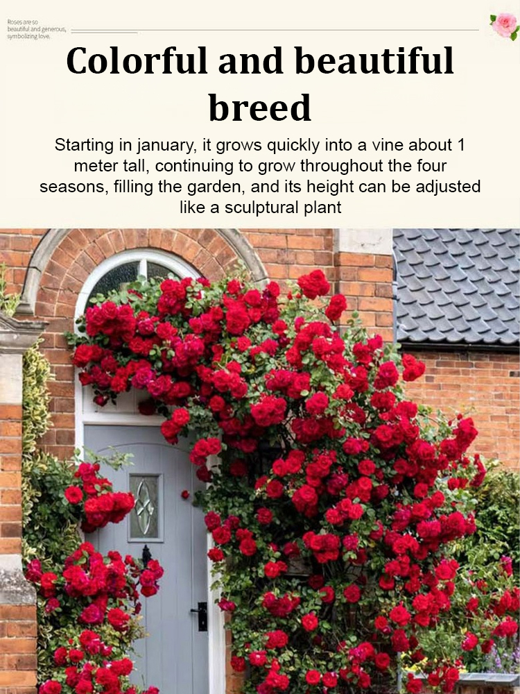 🌺 "Garden Ruby" – The Everblooming Climber That Outshines Roses ❄️ Winter-Hardy • Evergreen • 100% Growth Guarantee 🚀 A Sea of Blooms in Only 8 Weeks!