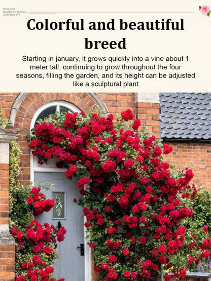 🌺 "Garden Ruby" – The Everblooming Climber That Outshines Roses ❄️ Winter-Hardy • Evergreen • 100% Growth Guarantee 🚀 A Sea of Blooms in Only 8 Weeks!